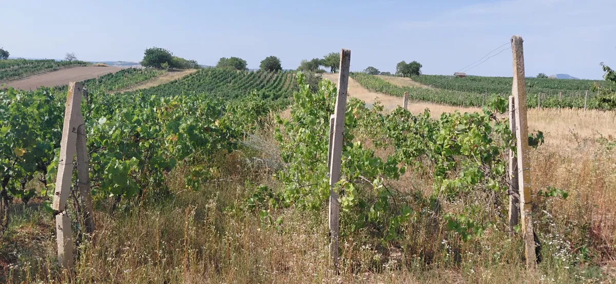 Prodej sadu, vinice 1933 m²